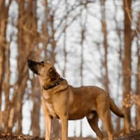 Vili-LM, Kuschelboy sucht Familie, Hund zur Adoption