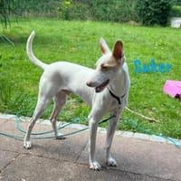 Suker wird euer Leben bereichern3/21DE, Hund zur Adoption