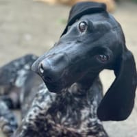 Wer schenkt unseren Lilo ein liebevolles, Hund zur Adoption