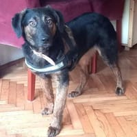 Rea  Sanfte Schönheit sucht Dich!, Hündin zur Adoption