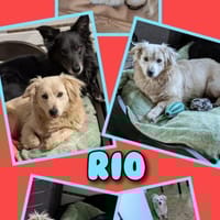 Hübscher Rio wartet auf Dich!, Hund zur Adoption