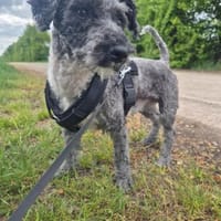 Piet sucht eine neues Zuhause, Hund zur Adoption