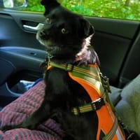 Keya sucht ein ruhiges Zuhause, Hündin zur Adoption