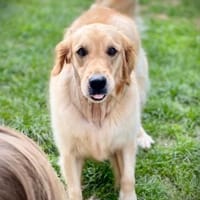 Nana, Hündin zur Adoption