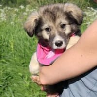 Süße Phoebe sucht neuen Wirkungskreis, Hündin zur Adoption