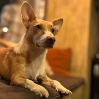 Wickelt dich Papy um die Pfote?, Hund zur Adoption