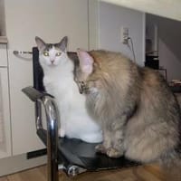 Bella & Olivia -Freundliche Katzenladys, Katze zur Adoption