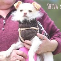 Shiva sucht aufmerksame Menschen, Hündin zur Adoption