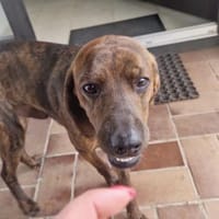 💚Picchio - süßer & verspielter Rüde, Hund zur Adoption