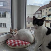Emmy und Morphy aus dem Tierschutz, Katze zur Adoption