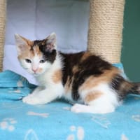 Roos, poezen ter adoptie