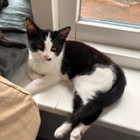 Marre, poezen ter adoptie