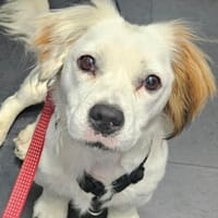 Lady kleine Hündin sucht das große Glück, Hündin zur Adoption