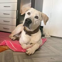 Murray sucht ein Zuhause als Einzelprinz, Hund zur Adoption