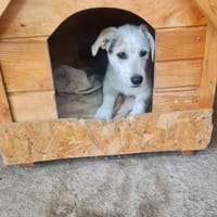 Little White Rock sucht seine Familie, Hund zur Adoption