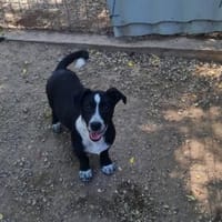Kleiner Rocky sucht Familie, Hund zur Adoption