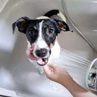 Snoopy ist ein verschmustes Zwergerl, Hund zur Adoption