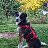 Ouzy ist eine so sanfte und liebe Seele!, Hündin zur Adoption