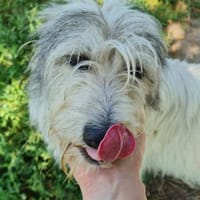 Wunderschöne Wuschel sucht ihr Sofa, Hündin zur Adoption