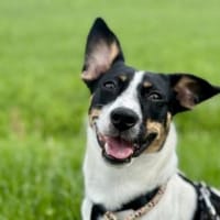 Snoopy - kleiner Spitzbub, Hund zur Adoption