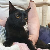 CIGALE CHA c, chatte à adopter