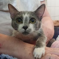 SYRPHE  CHA c, chatte à adopter