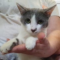SICARIUS CHA c, chat à adopter