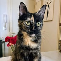 CAPUCINE, chatte à adopter