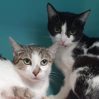 MILLEPATTES CHA E, chatte à adopter