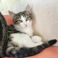 AZIA, chatte à adopter