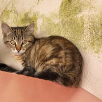 ange, chatte à adopter