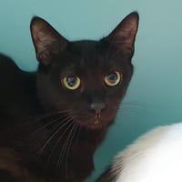 GUEPE CHA E, chatte à adopter