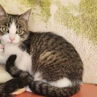 ALTO, chat à adopter