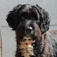 Taz, chien à adopter