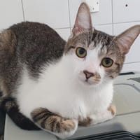 PHASME  CHA c, chat à adopter