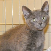 Oscar Cab4117, chat à adopter