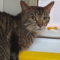 AGRION CHA E, chat à adopter