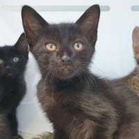 HEAVEN CHA, chat à adopter