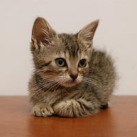 MILWAUKEE HAB17307, chatte à adopter