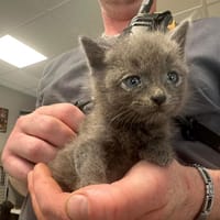NELUS, chat à adopter