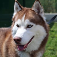 UTAH, chien à adopter