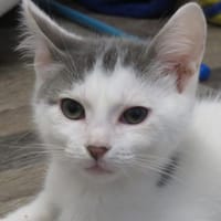 SMOKEY (RESERVE), chat à adopter