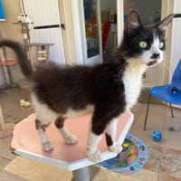 fly, chat à adopter