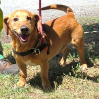 HERCULE (en placement provisoire), chien à adopter
