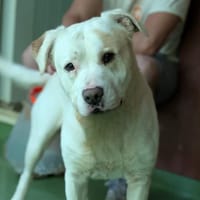 LULU, chien à adopter