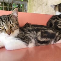 AEL, chatte à adopter
