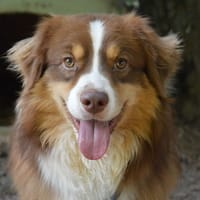 NIZIO'S CHAO, chien à adopter