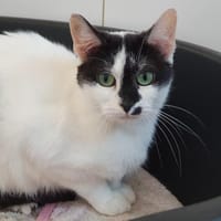 CYLLENE CHA E, chatte à adopter