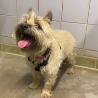 Loula, chienne à adopter