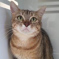 PADNOM CHA, chatte à adopter